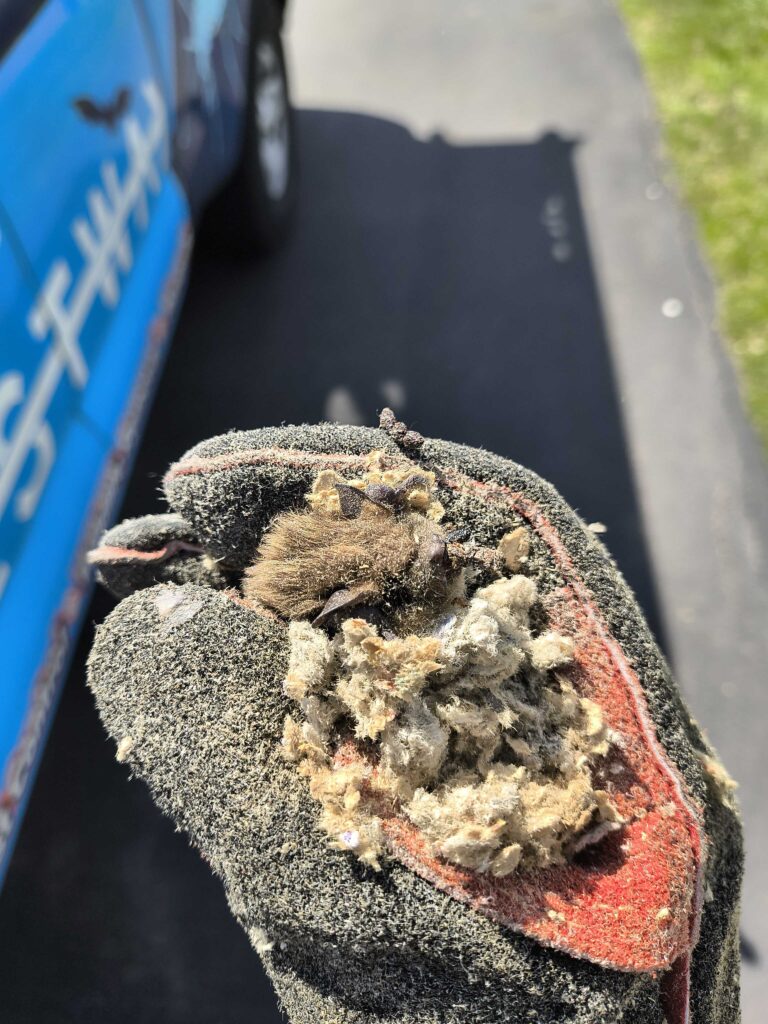 Wildlife Control Bowne