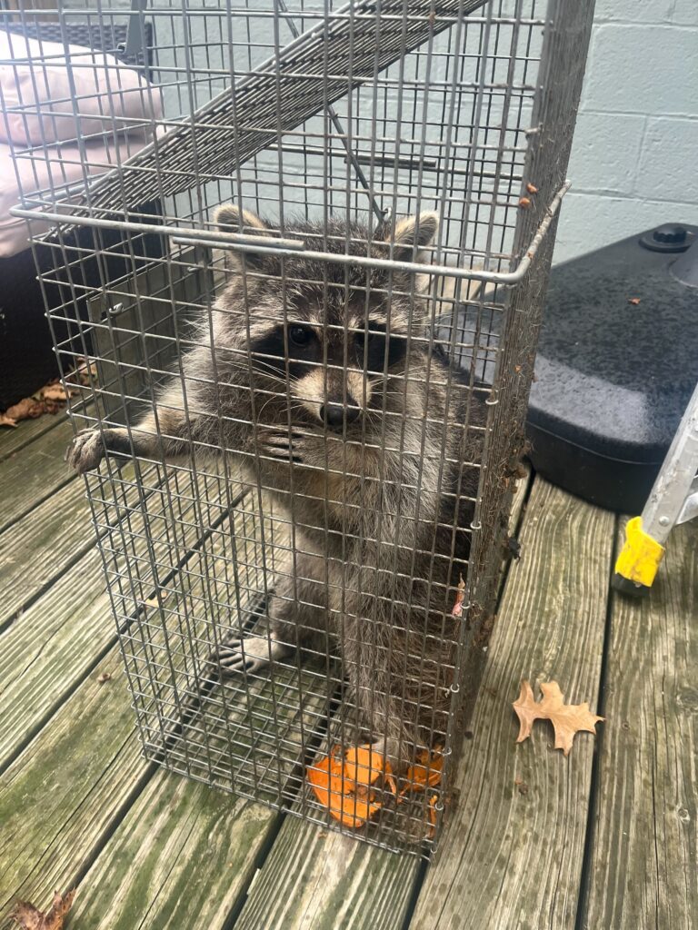Wildlife Control Bowne