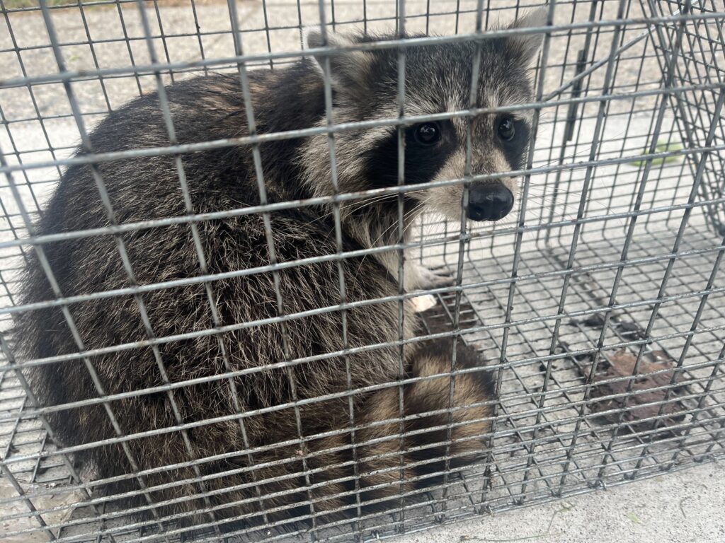 Wildlife Control Bowne
