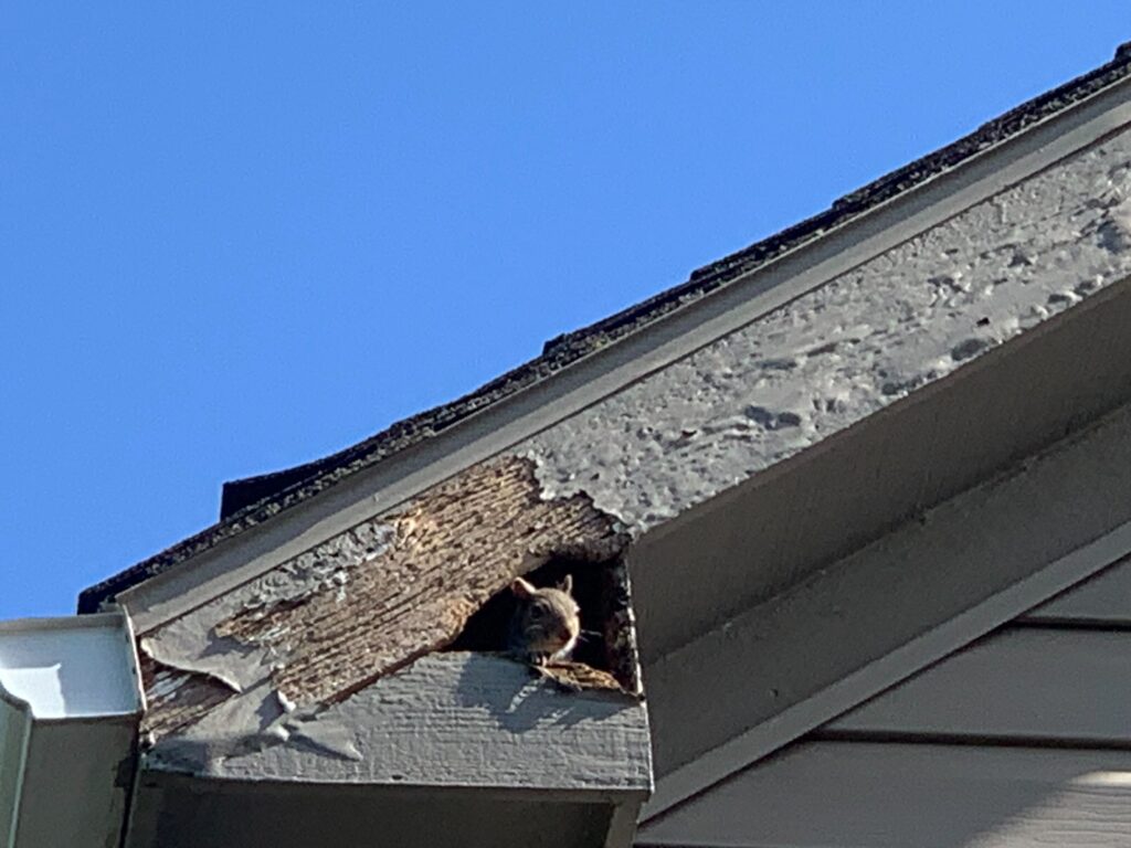 Wildlife Control Bowne